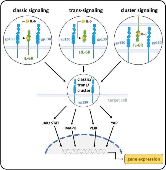 三重信号·一个靶点：IL-6如何成为炎症与癌症的"wan能钥匙"？