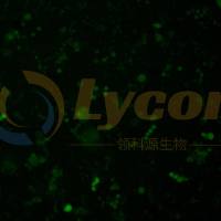 小鼠肺癌细胞带绿色荧光；LLC/GFP（种属鉴定）