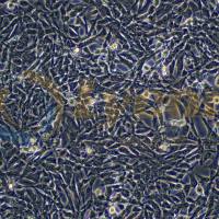 小鼠肾小管上皮细胞；TCMK-1（种属鉴定）