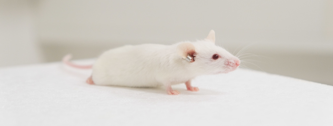 数据还没出，鼠先没了？90% 的“非命”真相都藏在这里！