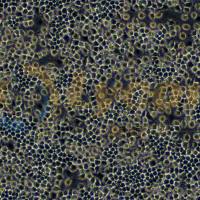 大鼠肺泡Ⅱ型细胞；RLE-6TN