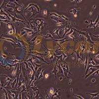 小鼠脑微血管内皮细胞株；bend.3（种属鉴定）