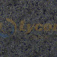 小鼠杂交瘤细胞(抗CD3)；OKT 3（种属鉴定）