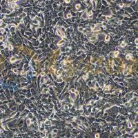 小鼠胶质瘤细胞带荧光素酶；GL261/LUC（种属鉴定）