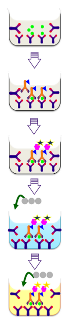 Human PSMb1(Proteasome Subunit
