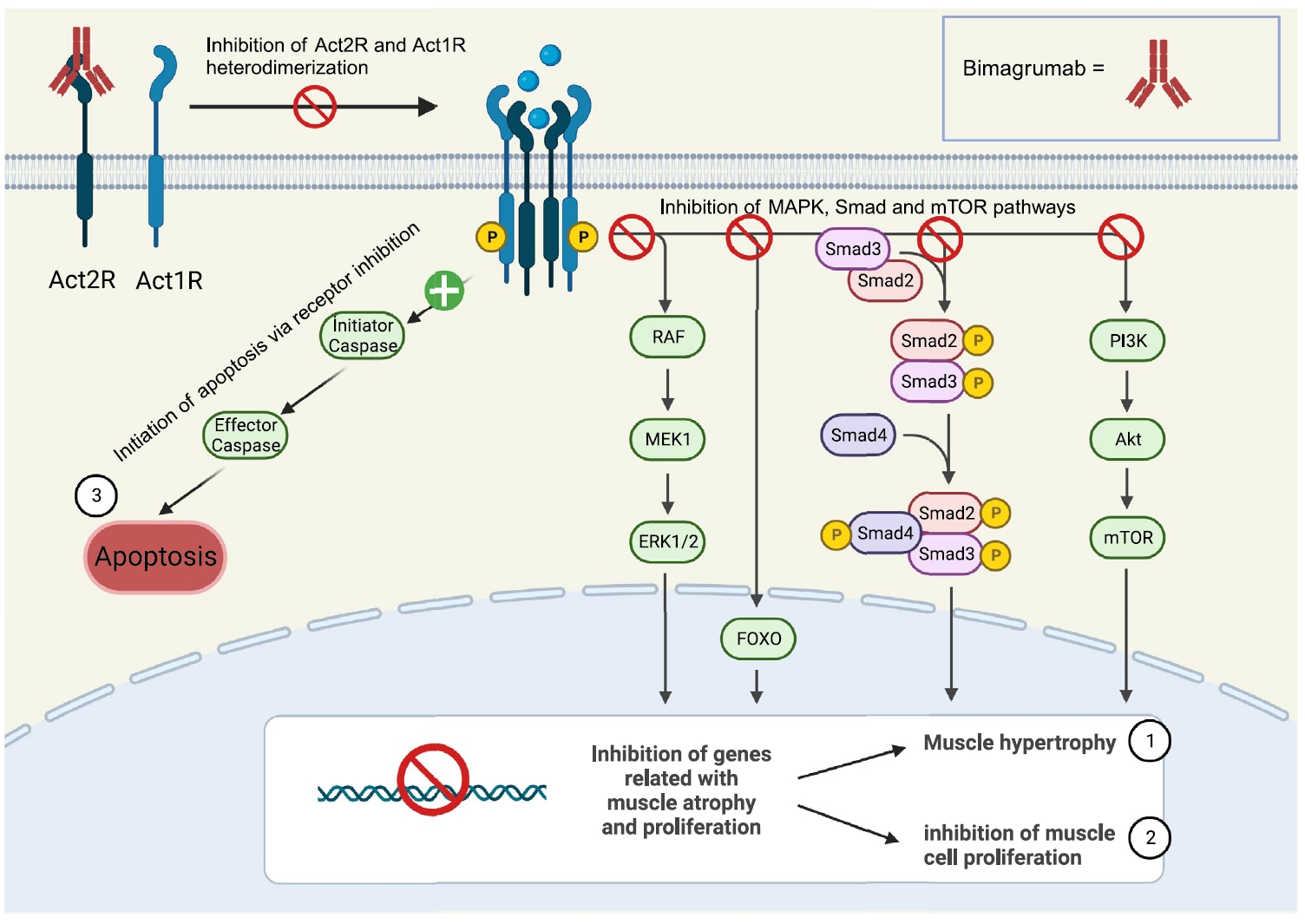 抗激活素2型受体抗体Bimagrumab的细胞信号靶点和代谢效应