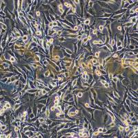 小鼠胰腺癌细胞;PANC02(种属鉴定)