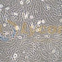 小鼠主动脉血管平滑肌细胞；MOVAS（种属鉴定）