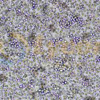 人急性髓系白血病细胞；KASUMI-1(STR)