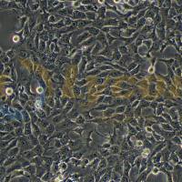 小鼠乳腺癌细胞；4T1（种属鉴定）