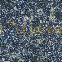 人结肠癌细胞；LOVO(STR)