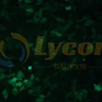 小鼠乳腺癌细胞带绿色荧光;4T1/GFP(种属鉴定)