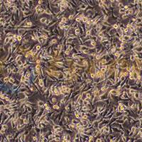 人甲状腺癌细胞;CAL-62(STR)