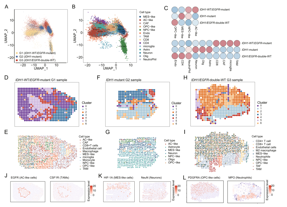 IF40.4，Absin多色试剂盒又一次登上高分杂志