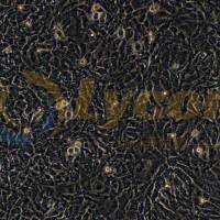 小鼠胚胎成纤维细胞;MEF(种属鉴定)