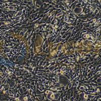 小鼠小脑星形胶质细胞；C8-D1A（种属鉴定）