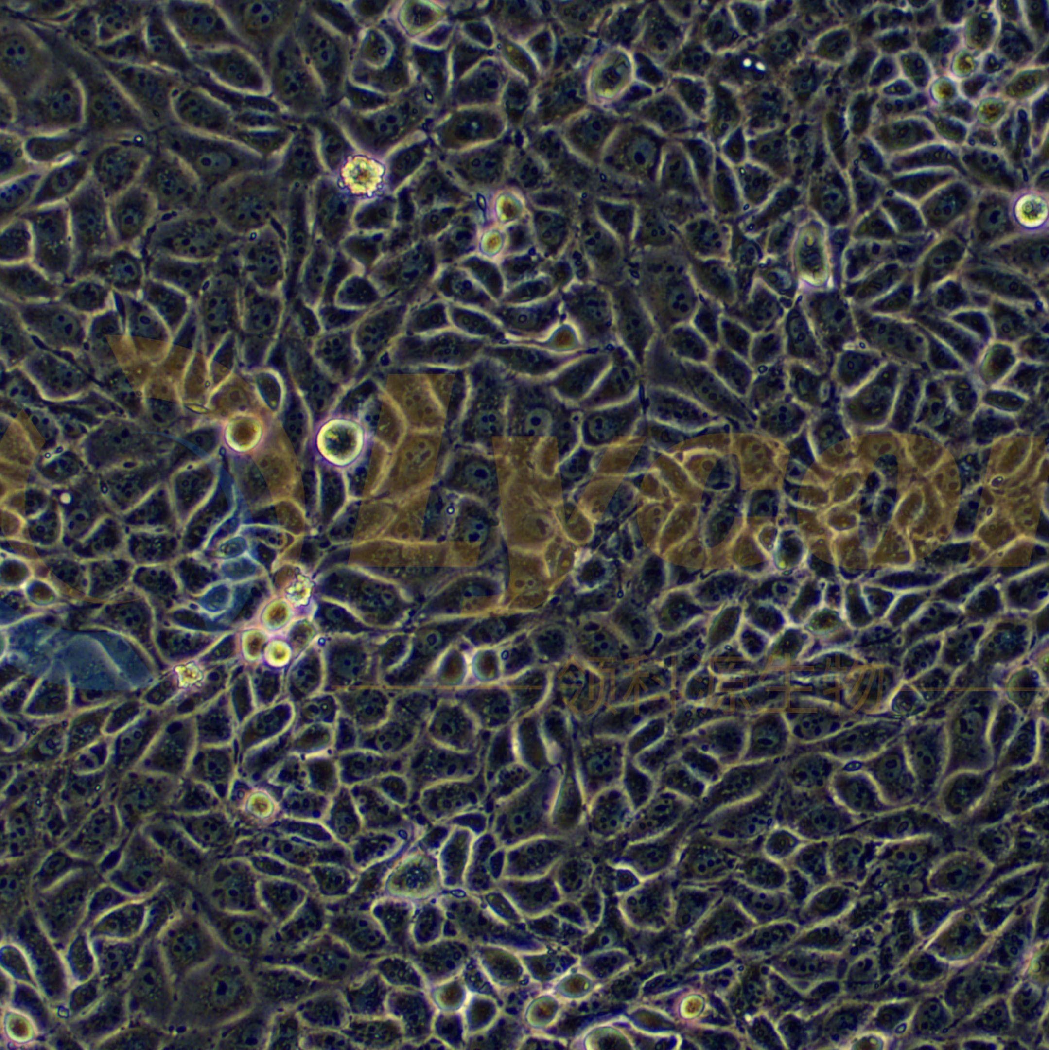 猪肺泡巨噬细胞;3D4/21