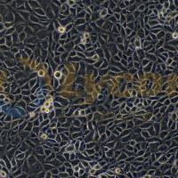 猪肺泡巨噬细胞;3D4/21