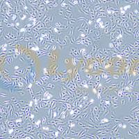 非洲绿猴肾细胞;VERO