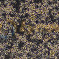 小鼠小胶质细胞;Bv-2(种属鉴定)