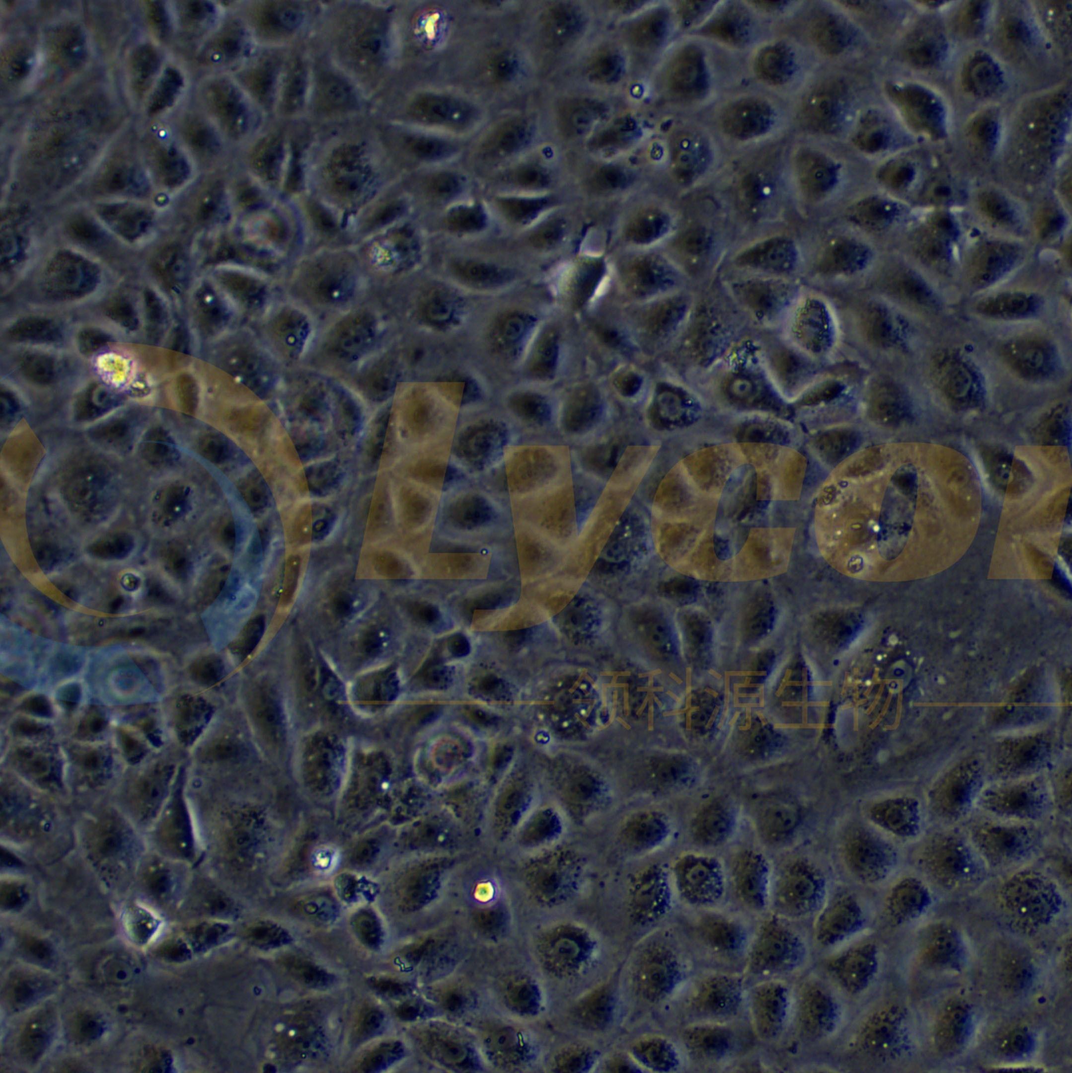 大鼠回肠细胞；IEC-18