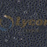 大鼠回肠细胞;IEC-18