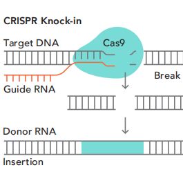 粒曼生物定点敲入（Knock-in） 稳转细胞系构建服务