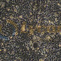 表达SV40T抗原人胚肾上皮细胞;293FT(STR)