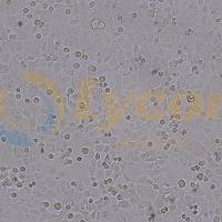 小鼠肺泡上皮细胞；MLE-12（种属鉴定）