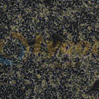 人肝癌细胞;HepG2(STR)