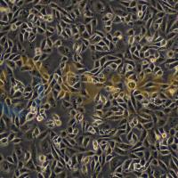 中国仓鼠卵巢细胞;CHO-K1