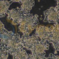 大鼠胰腺外分泌腺肿瘤细胞；AR42J