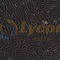 人成骨肉瘤细胞；MG-63(STR)