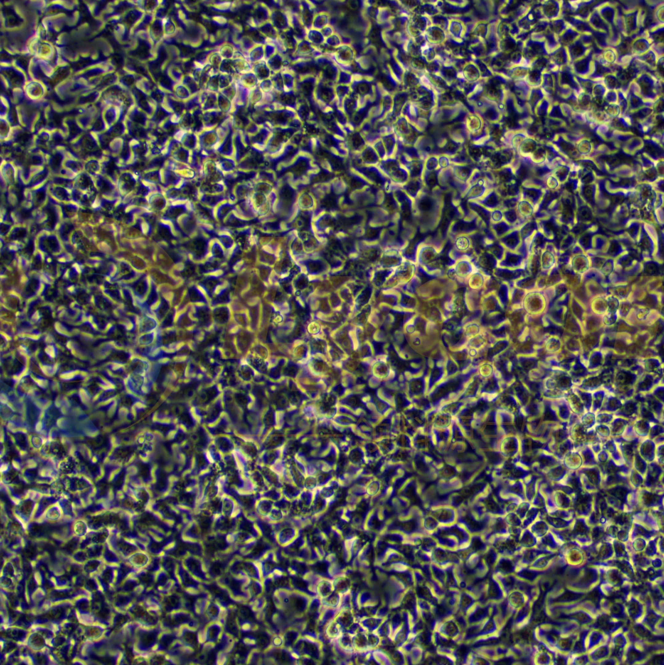 鸡肝癌细胞；LMH[ATCC CRL-2117]