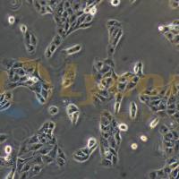 犬肾细胞;MDCK-II