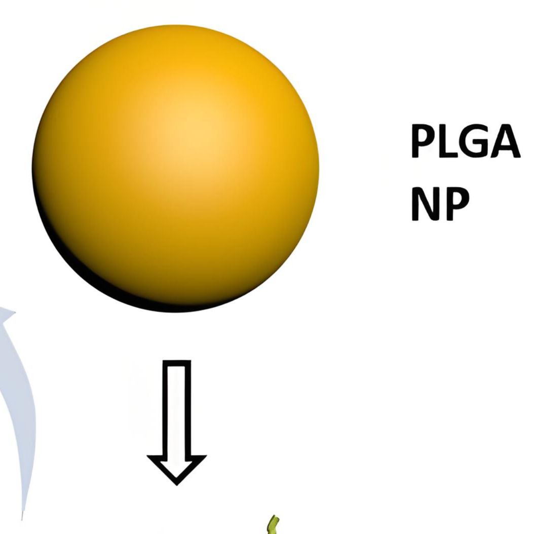 聚乳酸-羟基乙酸共聚物纳米颗粒包载他克莫司和吗替麦考酚酯 PLGA NPs@MMF/FK506