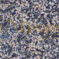 小鼠肺癌细胞带荧光素酶；LLC/LUC（种属鉴定）