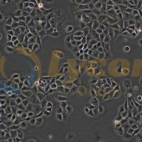 大鼠肝细胞;IAR20