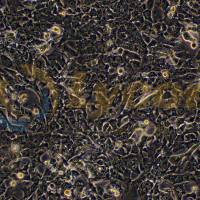 小鼠肝癌细胞;Hepa 1-6(种属鉴定)