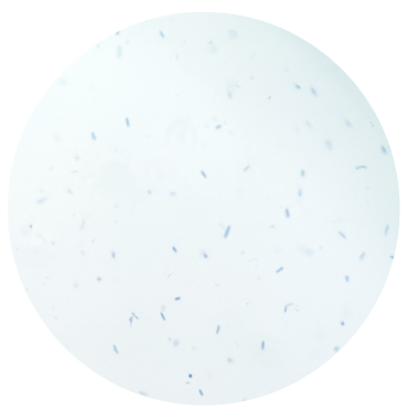 试剂盒推荐|百奥益康肌肉组织细胞核悬液制备试剂盒（货号：BA3315）