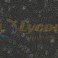 小鼠胚胎瘤细胞;ATDC5(种属鉴定)