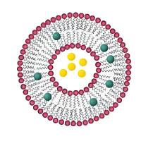 负载竹节参皂苷IVa的脂质体被磷脂酰丝氨酸修饰 C-IVa@Liposome-PS