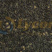 大鼠神经胶质瘤细胞带荧光素酶；C6/LUC