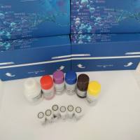 人（Human）烟酰胺腺嘌呤二核苷酸（NAD） ELISA检测试剂盒