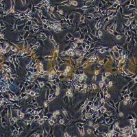 小鼠结肠癌细胞株；MC-38（进口）