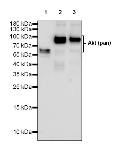 818 科研狂欢，Starter Phospho-Akt (Ser473) Antibody Duo 限时特惠！
