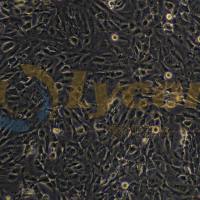 小鼠视网膜神经节细胞株;RGC-5(661W)(种属鉴定)