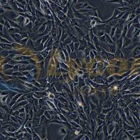 小鼠成肌细胞;C2C12(种属鉴定)