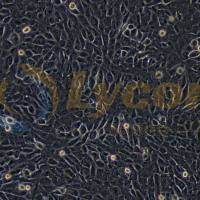 小鼠卵巢癌细胞;ID8(种属鉴定)