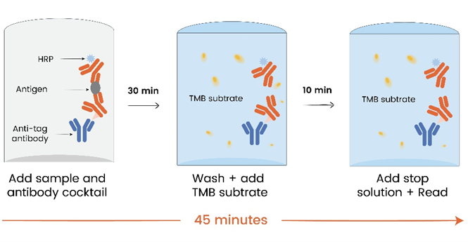 传统ELISA太慢？小鼠Ig ELISA三件套：分型15min/定量1h/宽线性45min